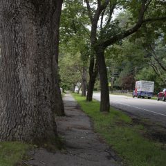 Sustainable Street Tree Program shows Concord’s commitment to urban forestry