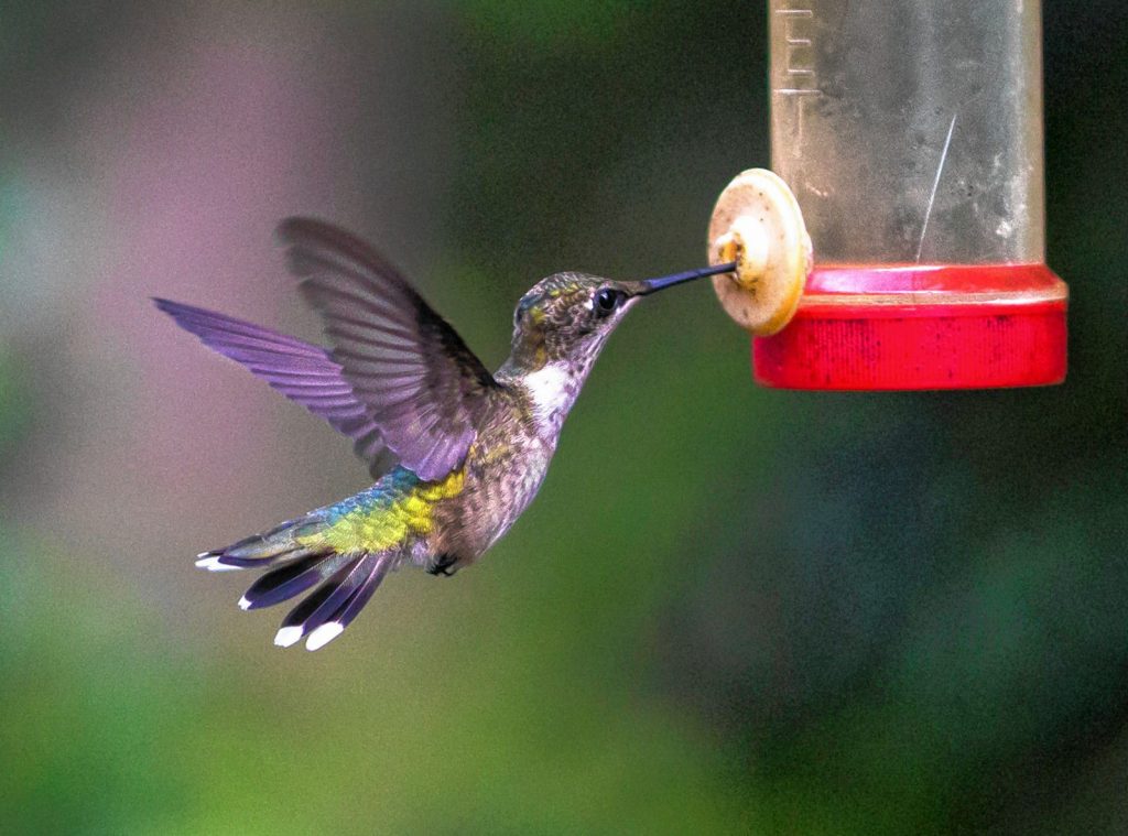 A hummingbird feeds from nectar at Al Foster's backyard on Monday, Aug. 19, 2019 in Summerville, S.C. (Andrew J. Whitaker/The Post And Courier via AP) AP