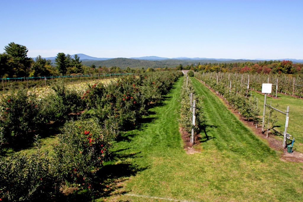 Apart from apples, pumpkins, cider and baked goods, Carter Hill Orchard also offers some stunning views and walking trails, so you can make a whole day out of visiting the orchard with the family. JON BODELL / Insider staff