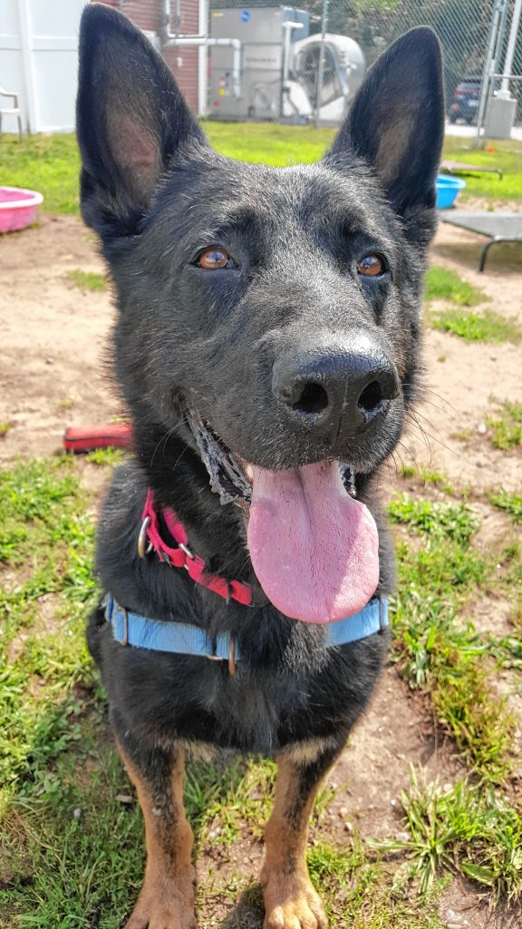 Diesel - German Shepherd - 4-year-old neutered male. Diesel enjoys meeting new people and making new friends, but can be a bit vocal when seeing new people. He is a shepherd, after all, so apartment living wouldn't work for him. Diesel loves to play, and his favorites are large jolly balls that he can paw around the yard. He has lived with other large-breed dogs, and would love having a similarly sized friend around to keep him company. He will do best in a home without cats or chickens, as they are way too tempting to chase. He is looking for an adult-only home without children. Diesel is now a Lonely Heart, which reduces his adoption fee due to being with us for over 45 days. To encourage the perfect family to adopt this boy, his adoption fee is now only $200.  Courtesy of Pope Memorial SPCA