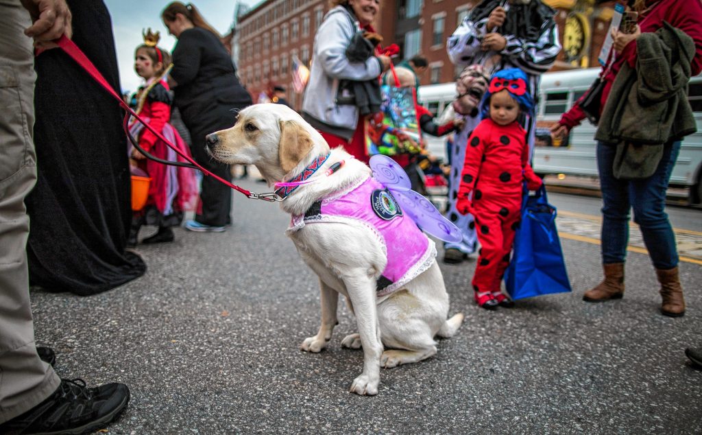 Even the Concord police dog Liberty got dressed up for Halloween Howl on Main Street in Concord on Friday evening, October 25, 2019. GEOFF FORESTER