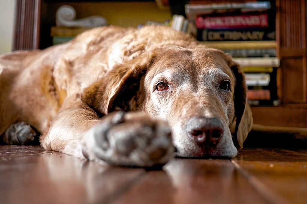 Dogs are pretty much bored about 90 percent of the time, and they don't seem to mind. Dr. Andreas Elpidorou, a professor of philosophy, says humans shouldn't worry about being bored, either. Flickr