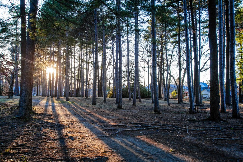 Sun sets through the trees at Rollins Park in 2016.