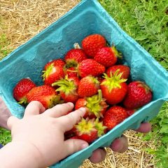 Strawberry picking season