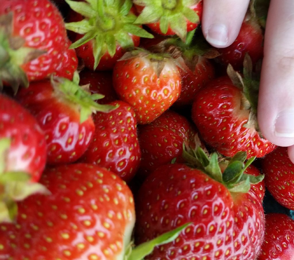Strawberries from Rossview Farm in June 2020