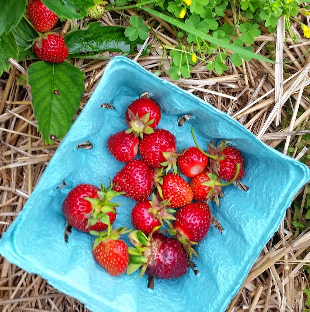 Strawberries from Apple Hill Farm in June 2019 