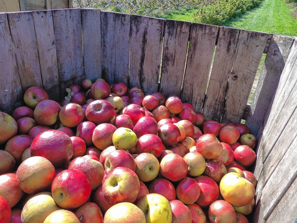 Apples at Apple Hill Farm in Concord.   Charlotte Thibault