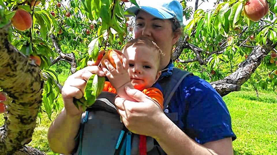 Peach-picking at Gould Hill Farm is fun for all ages. 