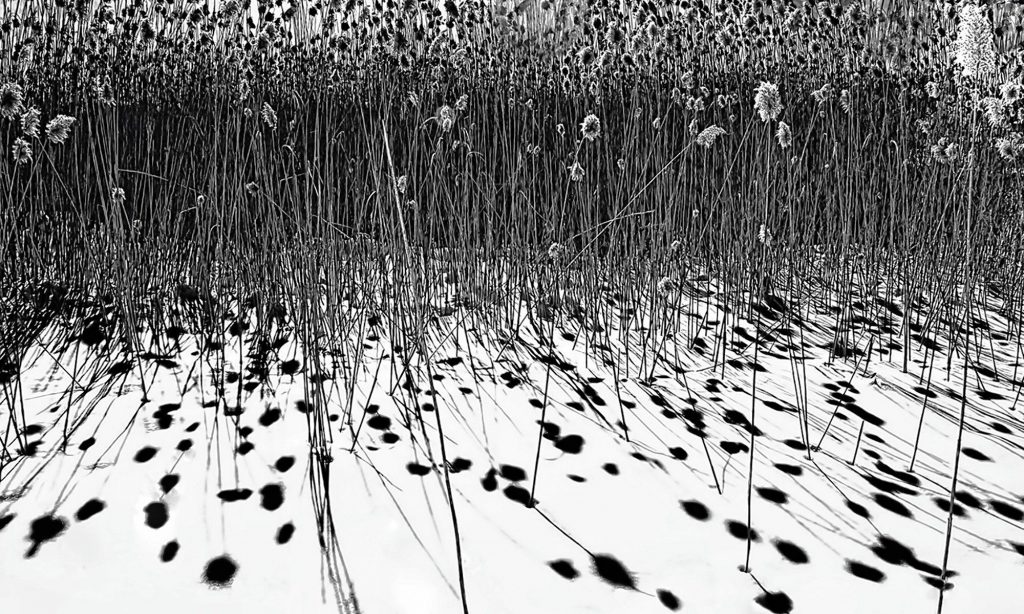 “Dancing Shadows” by digital artist William Townsend 