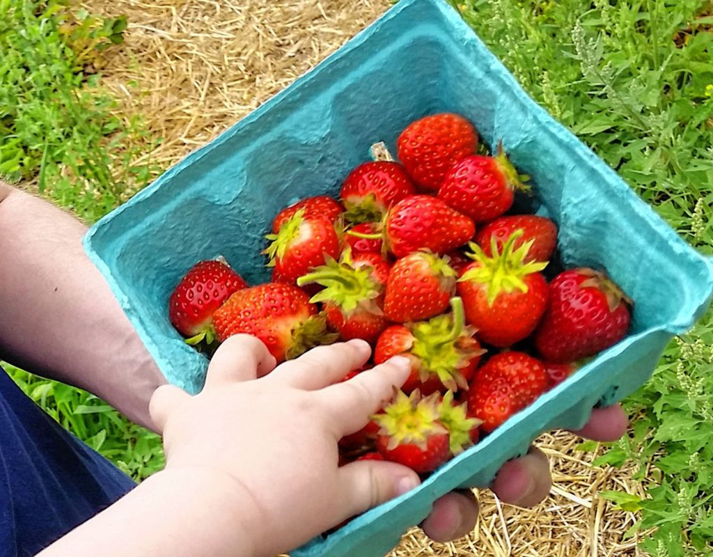Strawberries from Rossview Farm in June 2020 