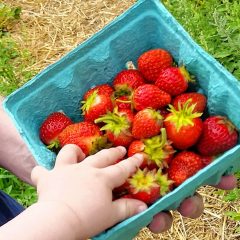 Strawberries are ripe for the picking