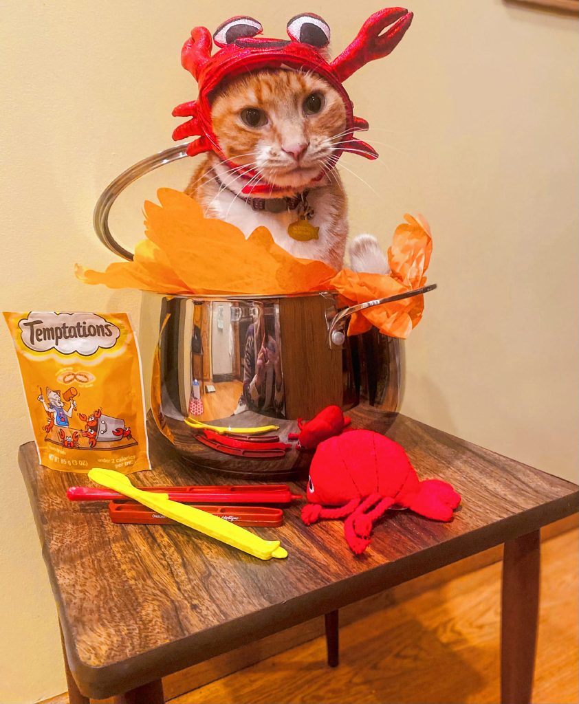 Gordie the Crabby Cat: He ate one to many crabby temptations treats.  