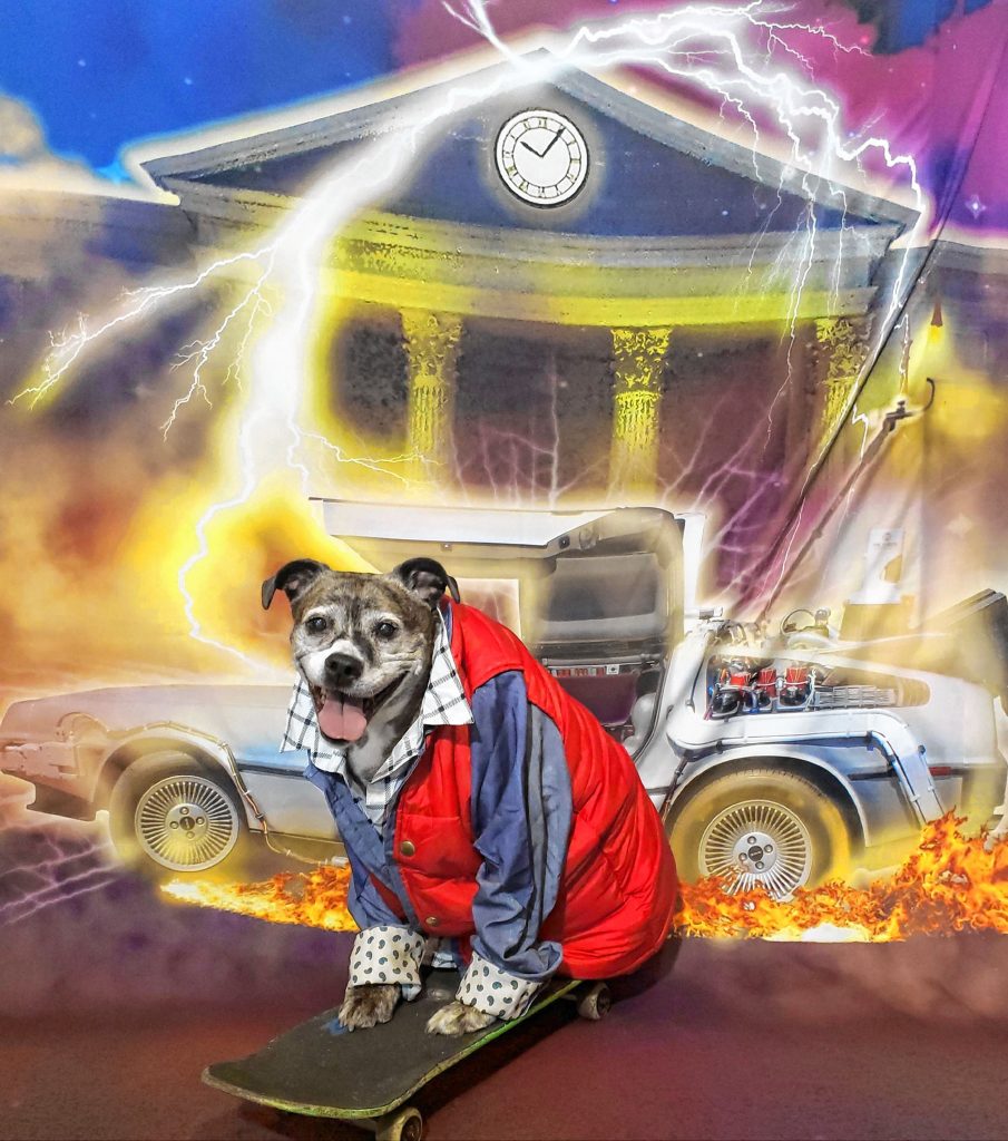 Bark to the Future: Sprocket is an 11-year-old female pit mix dressed as Marty McFly.  