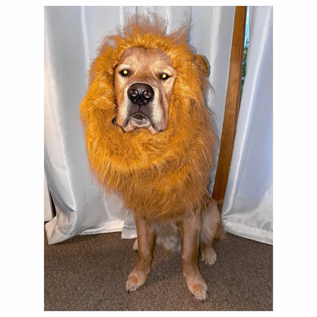 Luke the Lion: This lion can hardly be tamed.  