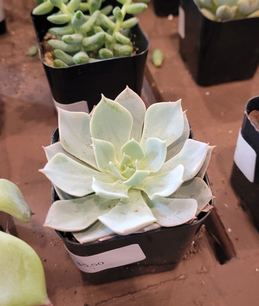 Succulents and small plants from Penumbra