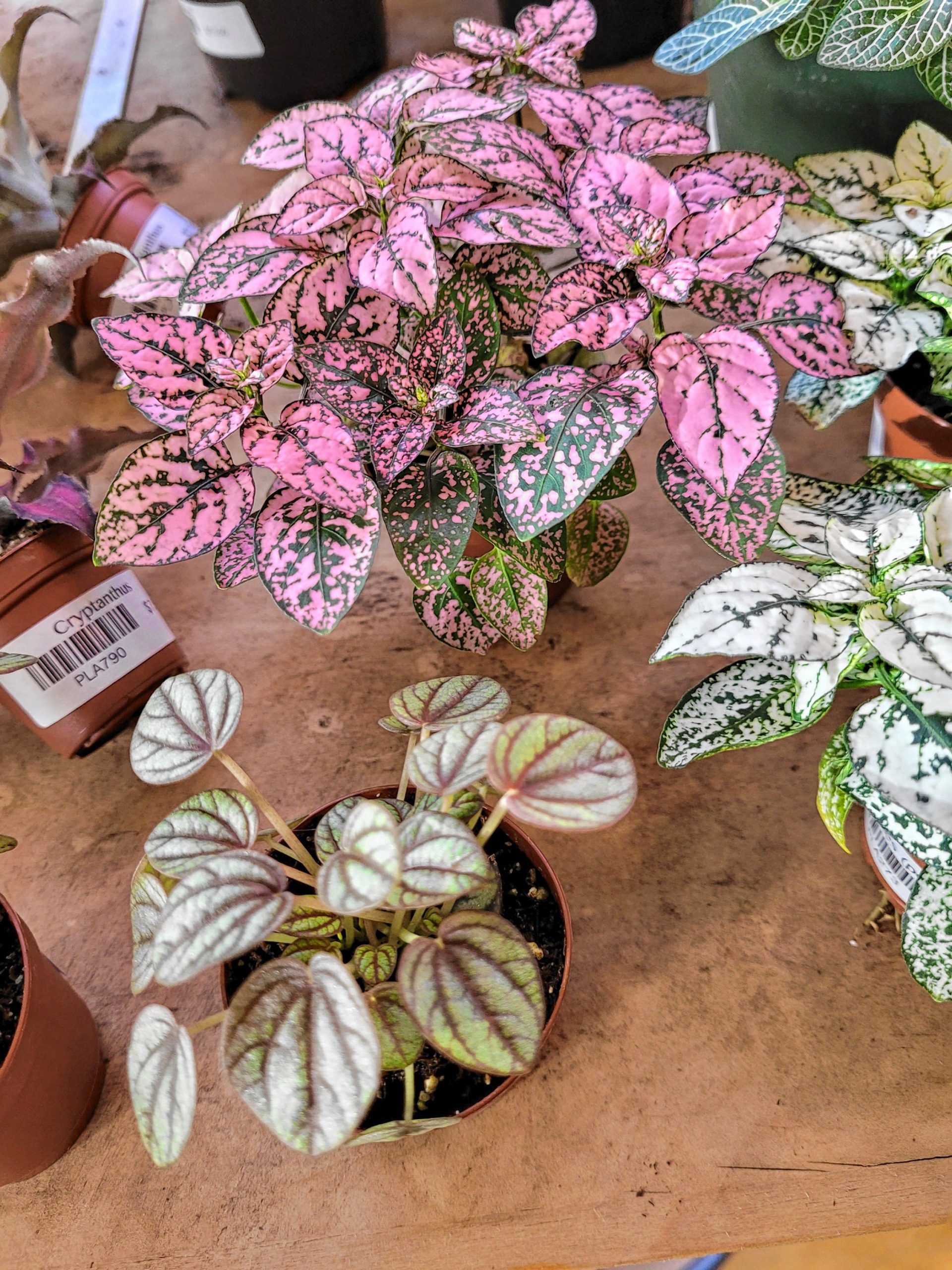 Succulents and small plants from Penumbra Sarah Pearson The Concord