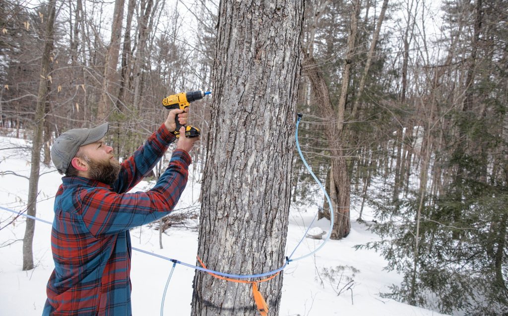 Andrew Mattiace drills a hole in a tree in his back yard to collect sap for his syruping operation at his Bow home on Saturday, March 2, 2019. GEOFF FORESTER