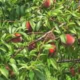 The ripe time: Pick-your-own fruit near Concord