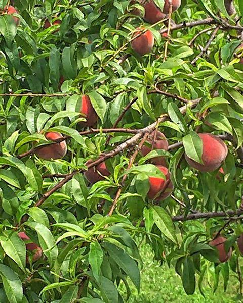 Peaches are ready to be picked at Gould Hill Farm in Hopkinton.  