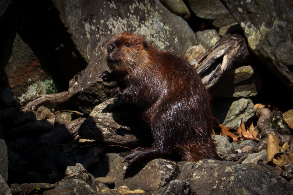 Visit the Concord Public Library on Nov. 9 to learn everything you need to know about beavers.