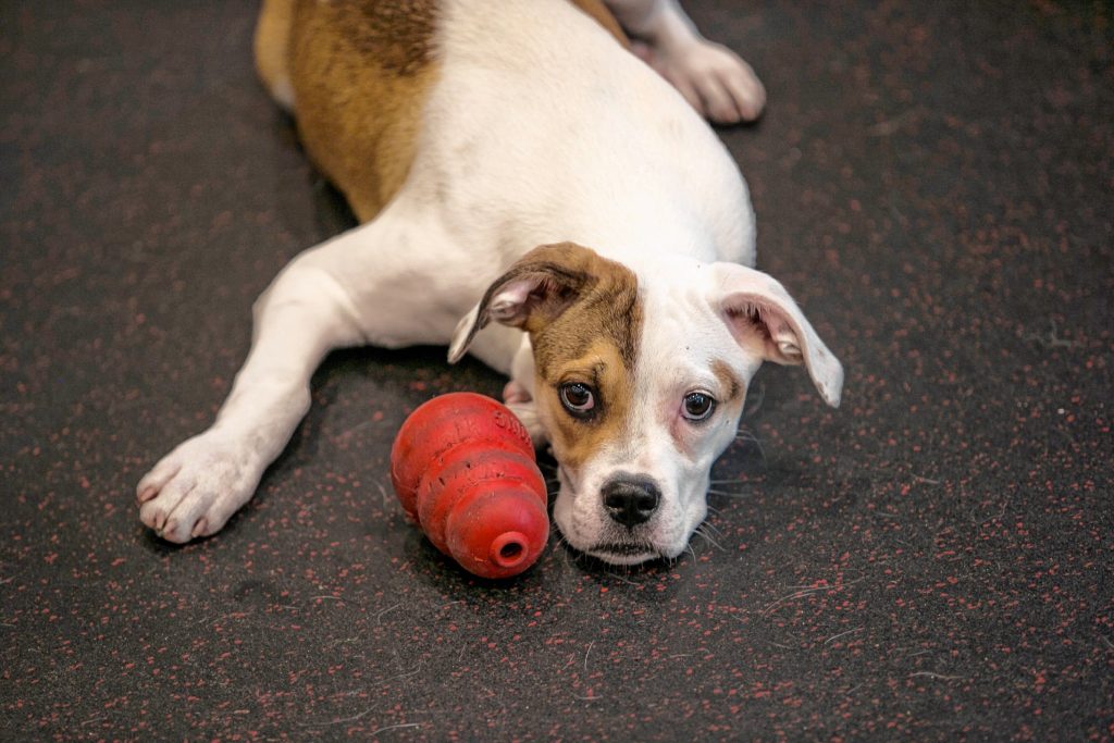 Peaches lies down next to the toy that Helen St. Pierre fills with peanut butter as incentive as she explains how to work with dogs to obey commands, listen and stay calm at her No Monkey Business Dog Training on Old Turnpike Road in Concord on Thursday, August 30, 2018. GEOFF FORESTER
