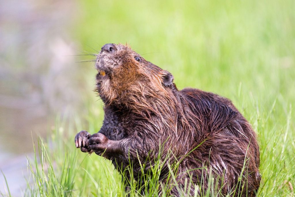 Beaver.