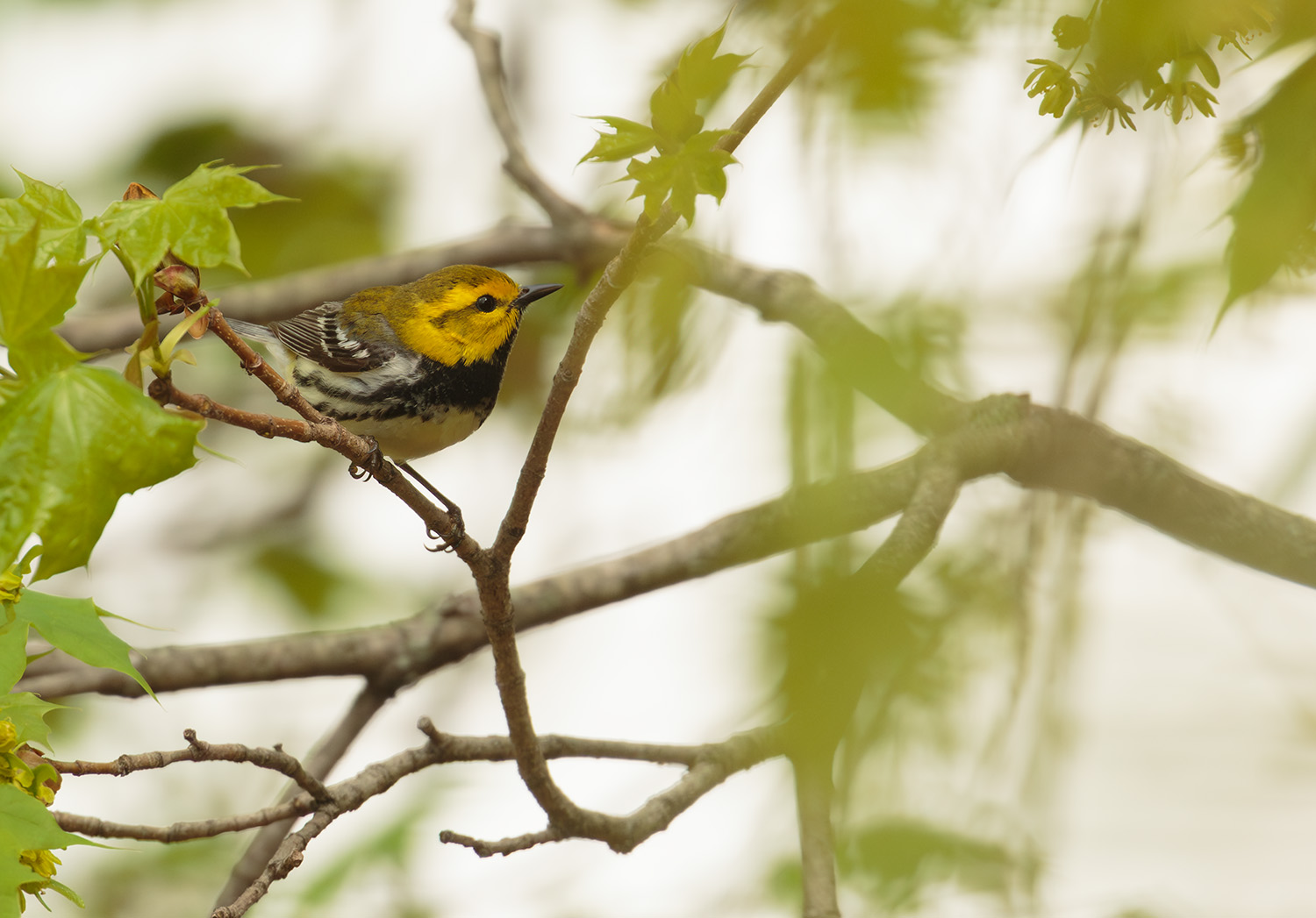 Celebrate the joy of birding with NH Audubon
