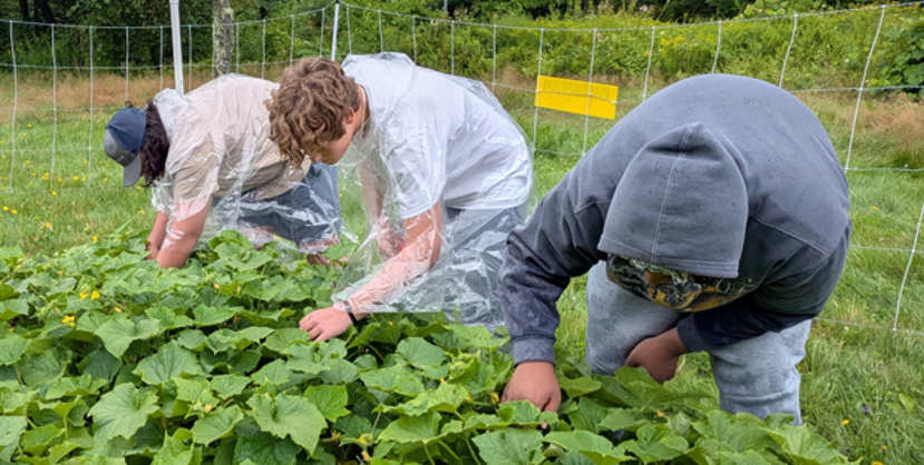 Wediko School gives back to local food system